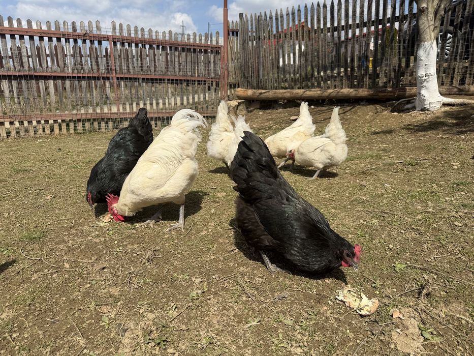 Pui La Bresse + Australorp