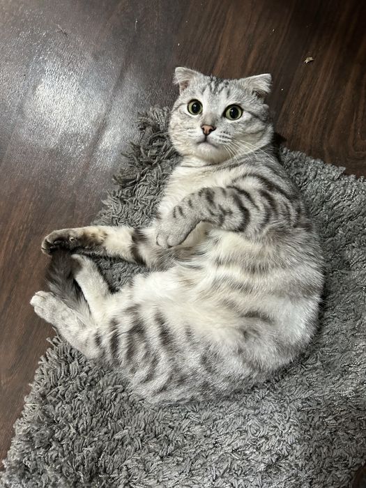 Котик в добрые руки