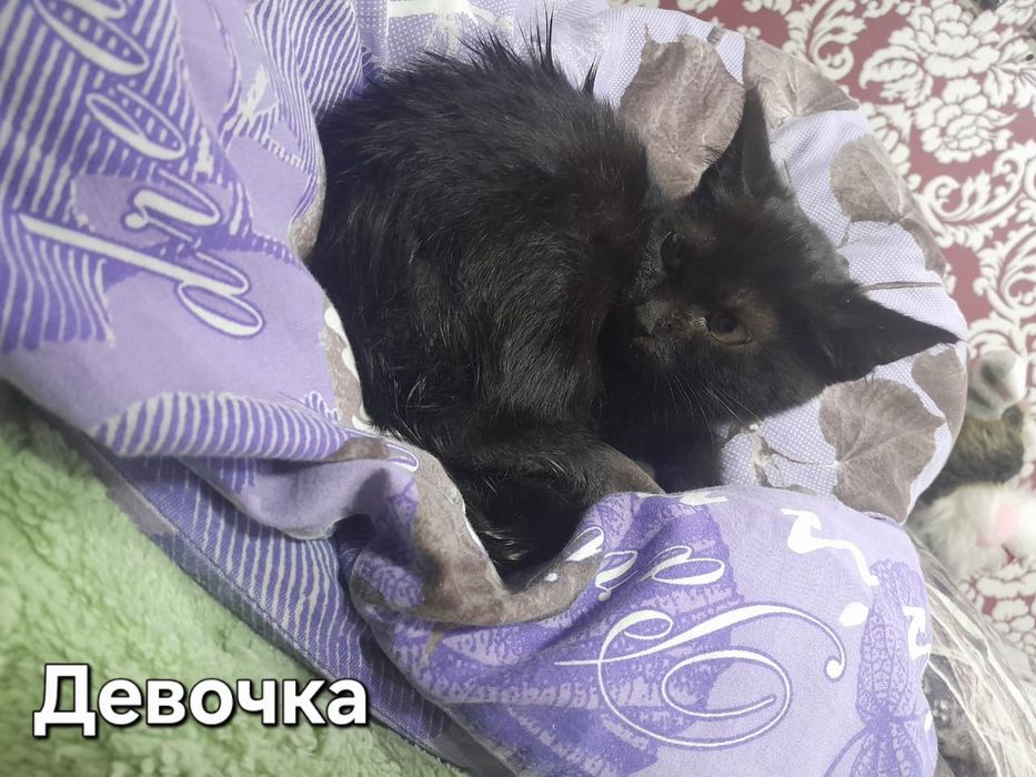 Отдам котят      .