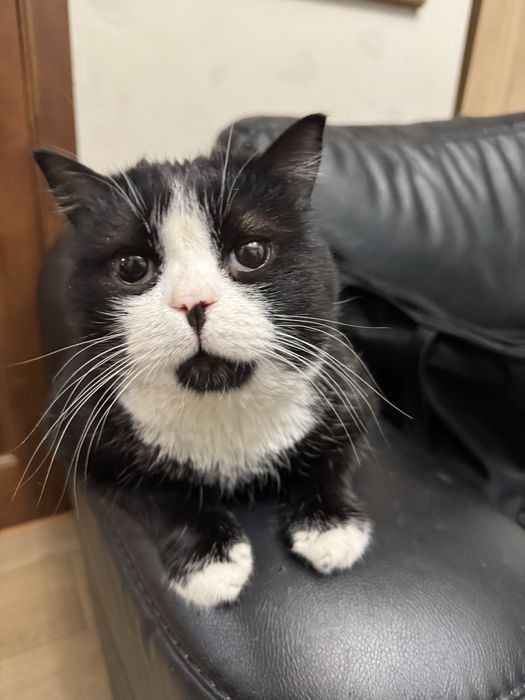 Отдам в хорошие, добрые  руки ,