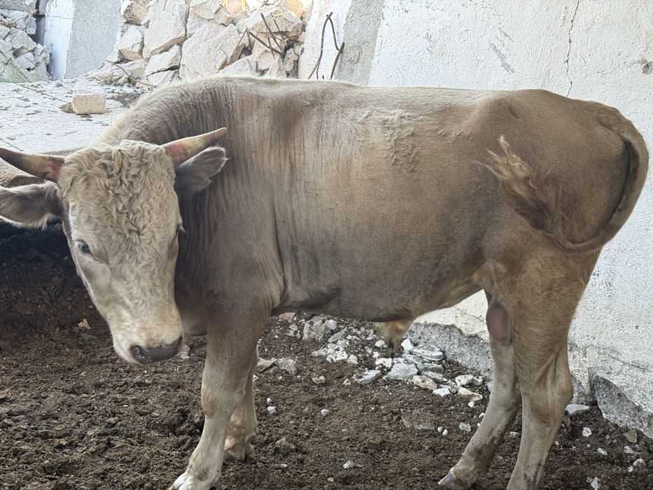 Продается бык срочно
