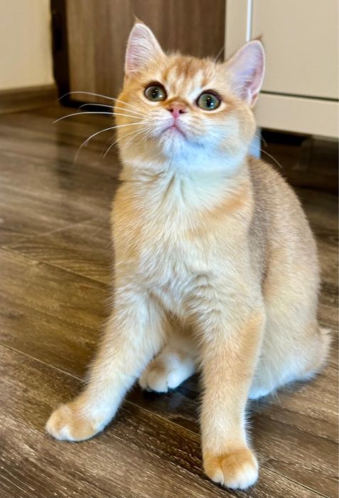 Fetita british shorthair chinchilla golden superba! Pedigree WCF