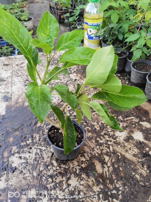 Соландра - Solandra maxima