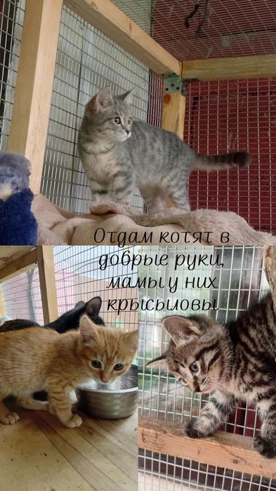 Котята, в хороший дом