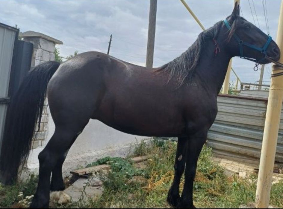 Продаётся кобыла