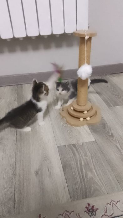 Котята Скоттиш фолд