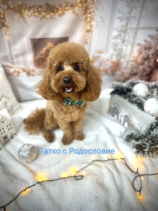 Той пудел на два месеца