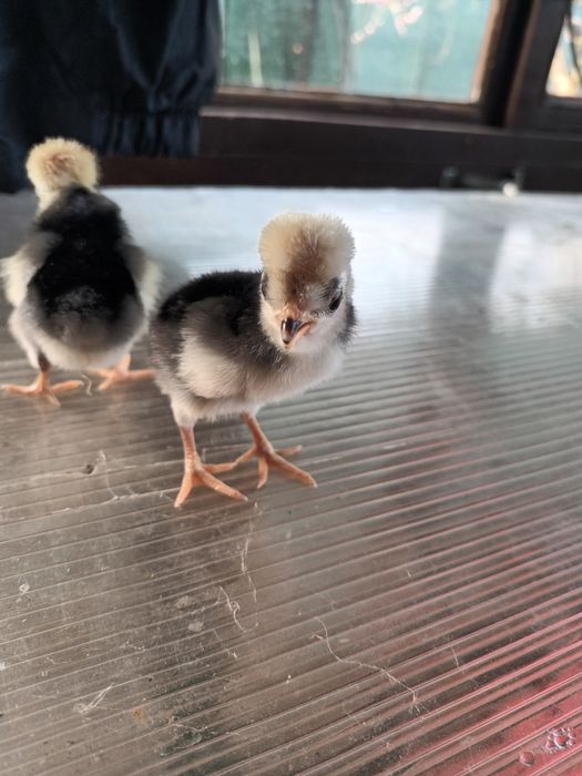 Puisori Motata  Olandeza