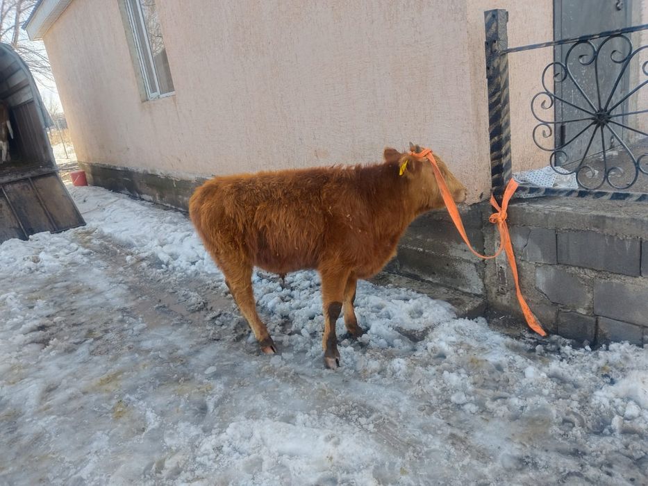 Бұқалар сатылады 10-11 айлық