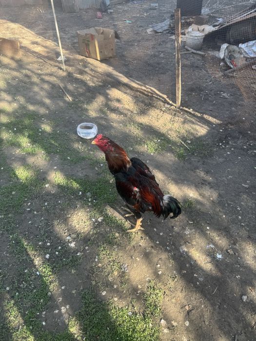 Продам 3 петуха 1 курица