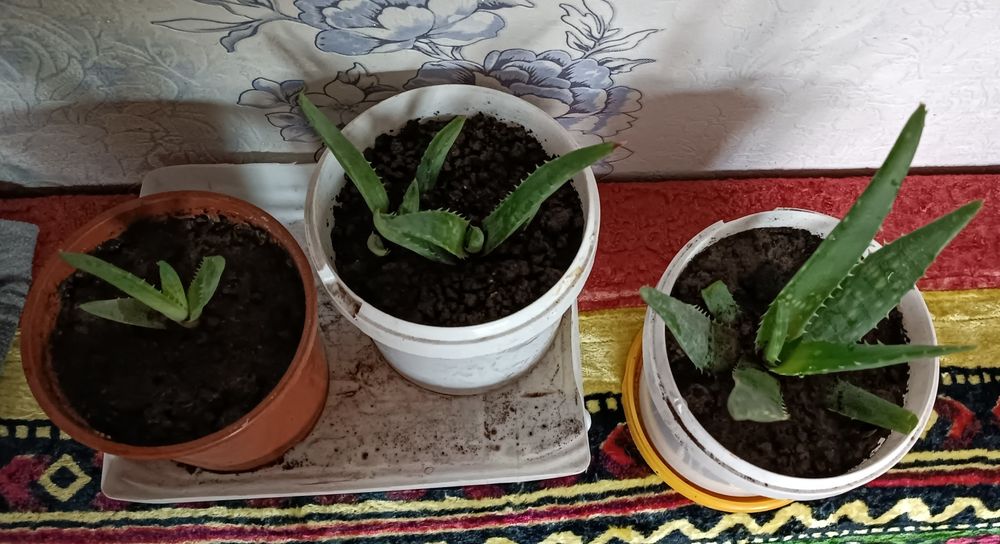 Продам Алоэ - вера