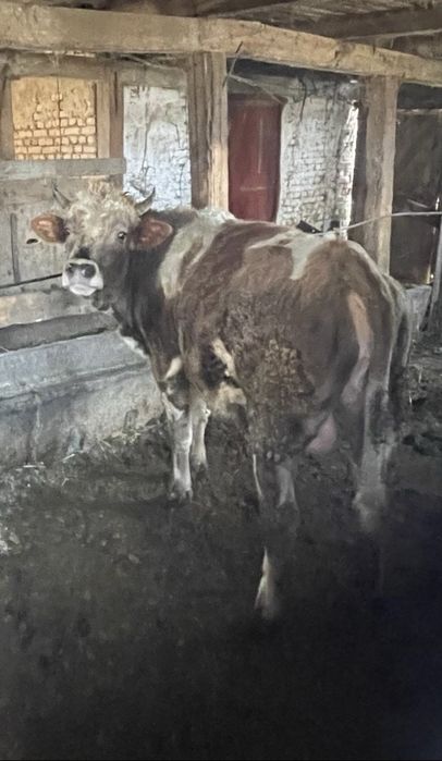 Продам быка………..