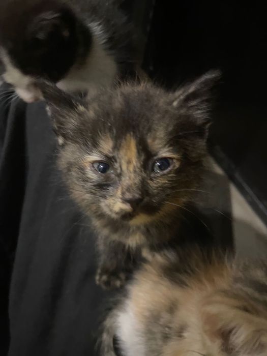 Котик ищет себе дом