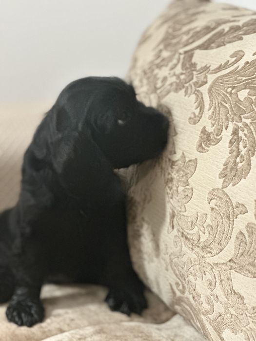 De vânzare fetiță Cocker Spaniel – 2 luni