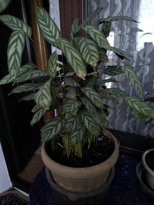 Продам цветок по 2500 тенге.