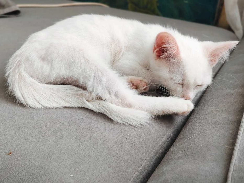 Котенок белый, отдам даром