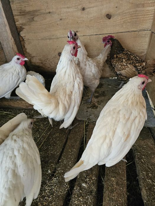 Sebright alb de vânzare