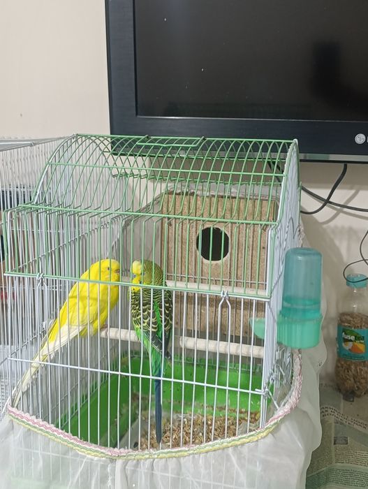 Тутилар сотилади