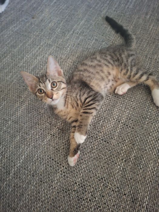 Adoptii   pui pisica