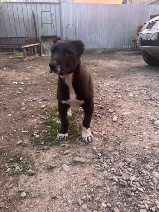 Продам щенка девочка