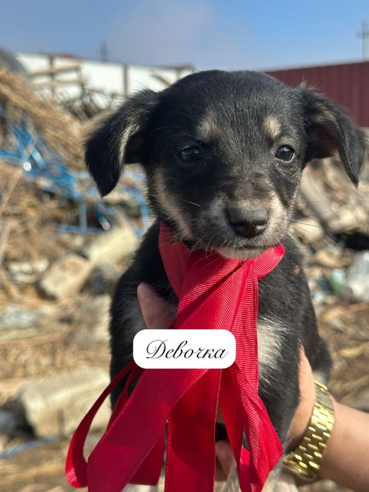 Щенки в добрые руки