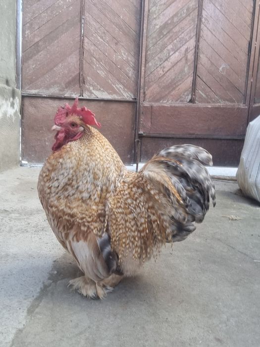 Choyne xoroz sotiladi