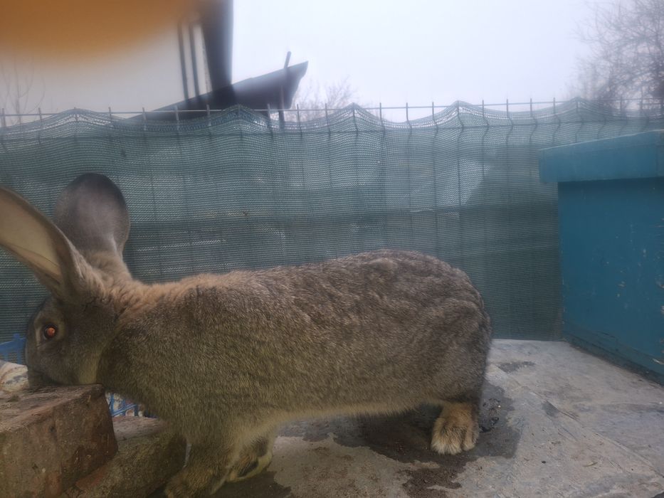 Iepuroi si iepuroice