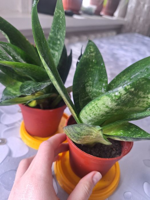 Продаются комнатные растения