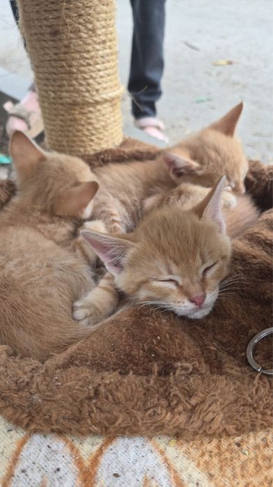 Котята ищут  дом