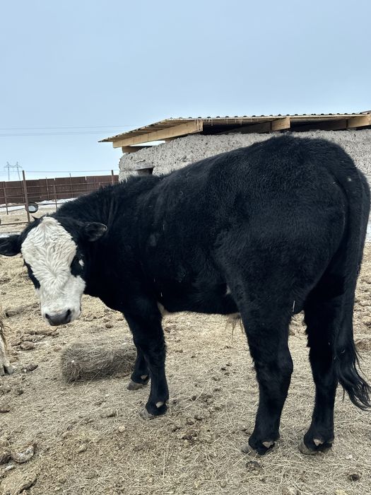 Продается Бык МиккиМаус