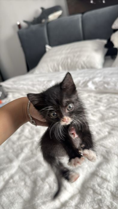 Котенок, очень любвеобильный