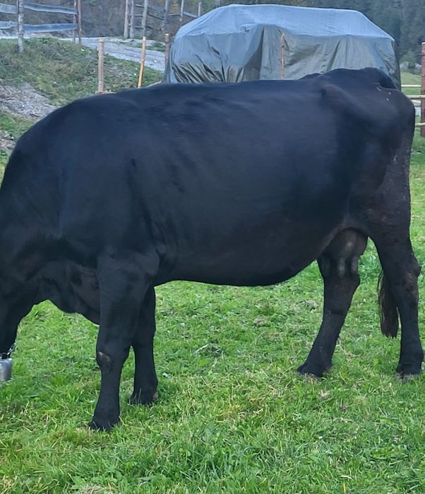 Vand vacă 12- 13 ani
