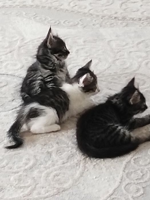 Отдам котят  добрые руки