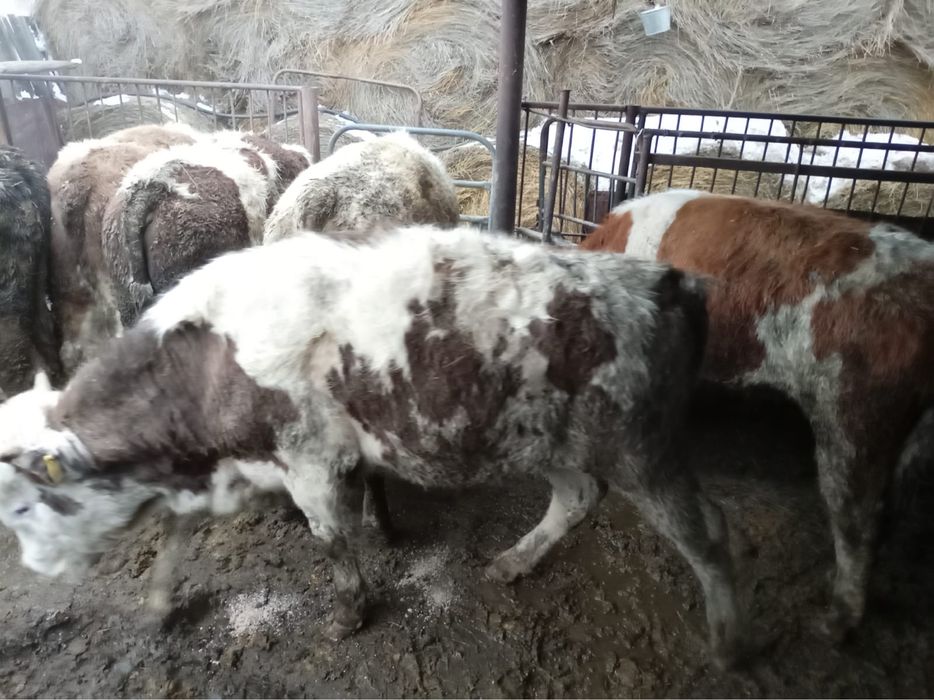 Продам 6 бычков годовалых