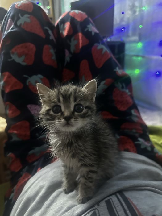 Отдам кошечку в добрые руки