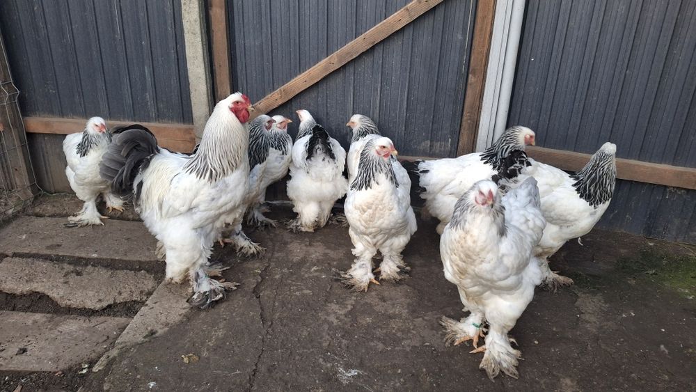 Vând ouă de incubat brahma 2026