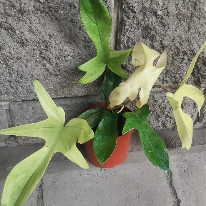 Фил Флорида, Пинк конго