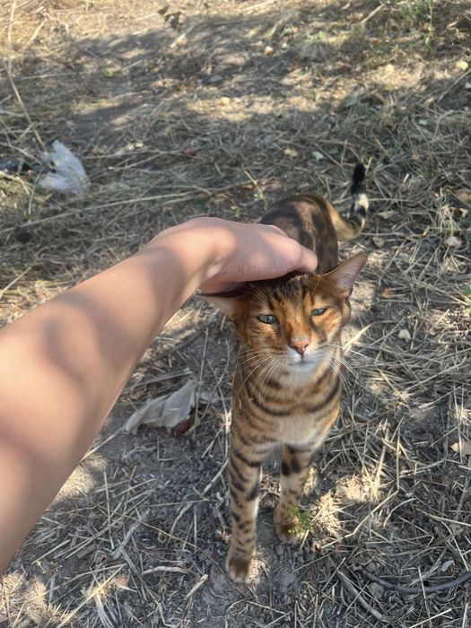 Бенгальска кошка