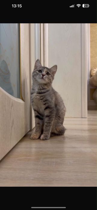 Отдам котят в добрые руки!