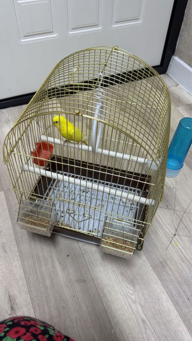 Попугай клеткасымен