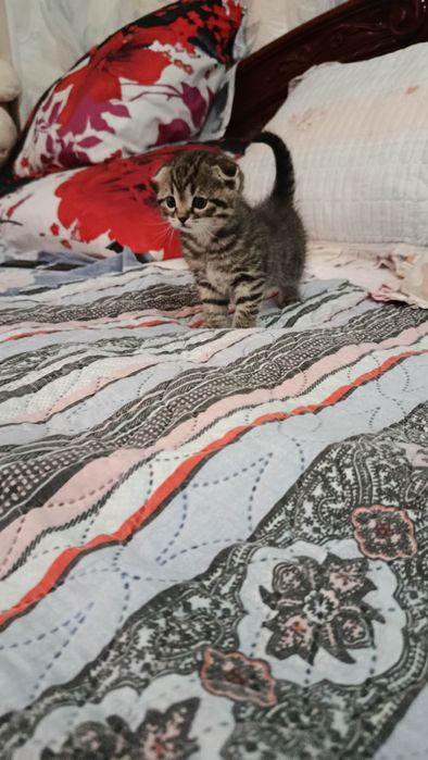 Продаются шикарные котята Британскии веслоухие