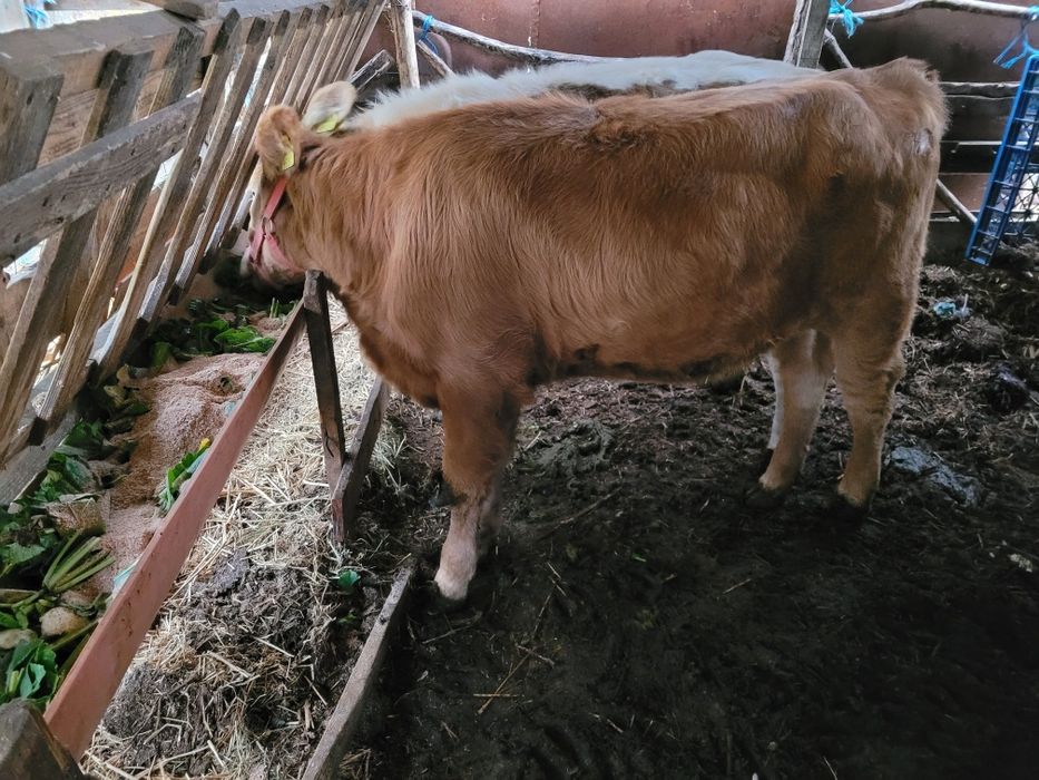 2   vitele superbe   de   6 luni  !!