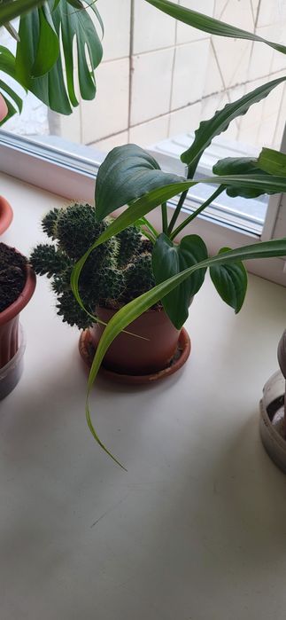 Комнатный цветок