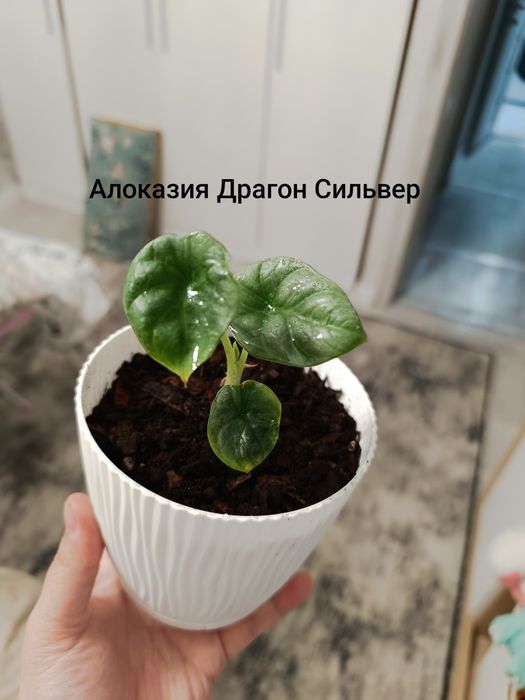 Алоказия Драгон Сильвер, на втором фото взрослое растение