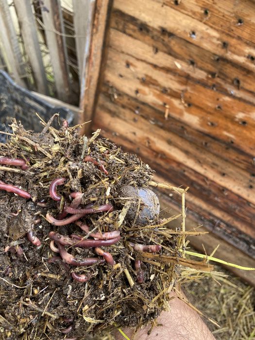 калифарниеские черви