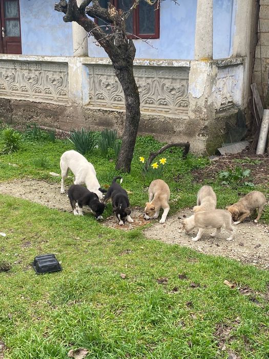 Ofer spre adoptie catei - caini - câini - căței