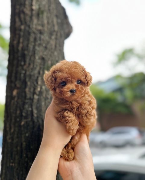 De vanzare Pudel/Poodle Toy Red cu carnet si vaccin