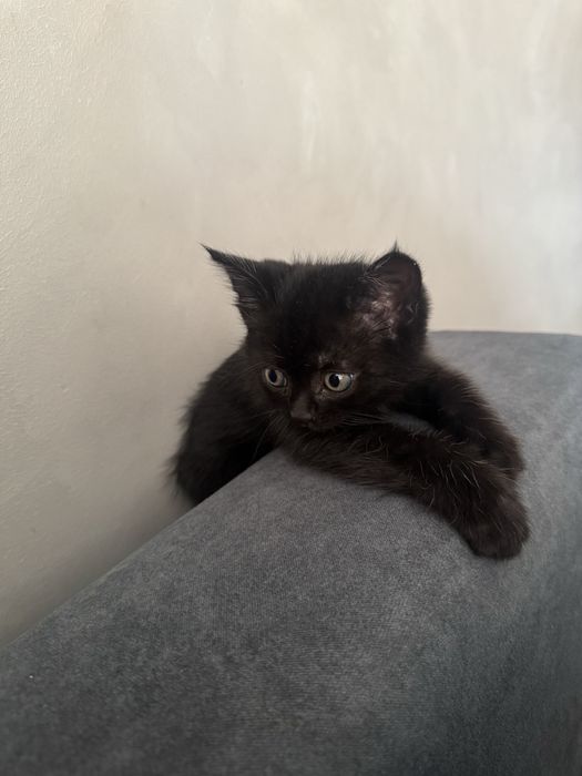 Котенок ищет дом