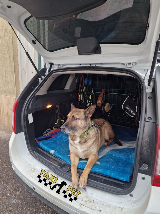 TRANSPORT- Animale de companie