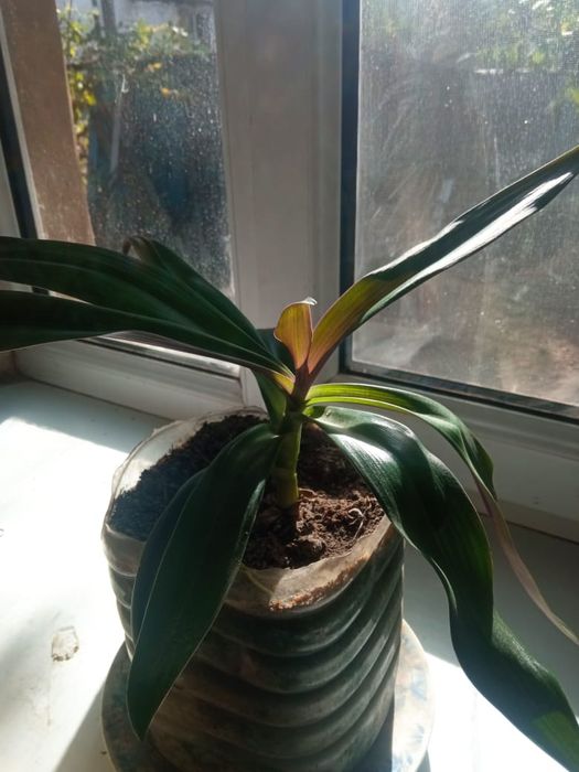 Рео ,Колыбель Моисея